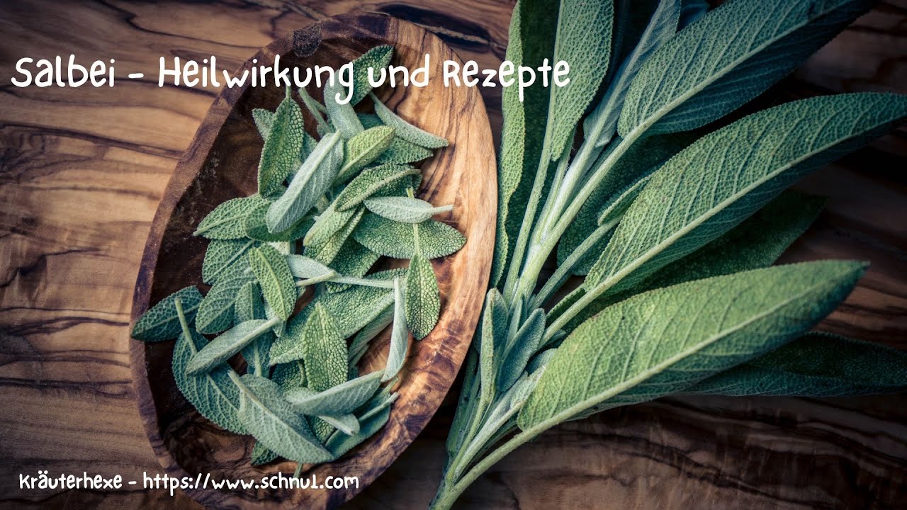 SALBEI - Heilwirkung und Rezepte (Salvia officinalis)