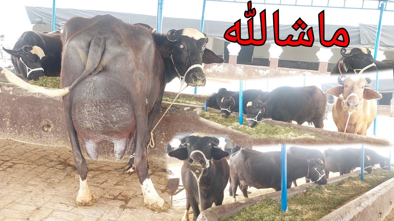 احتشام گجر چیچیاں 6 بھینسیں 1 گائے برائے فروخت 9 فروری 2026 karnana channel