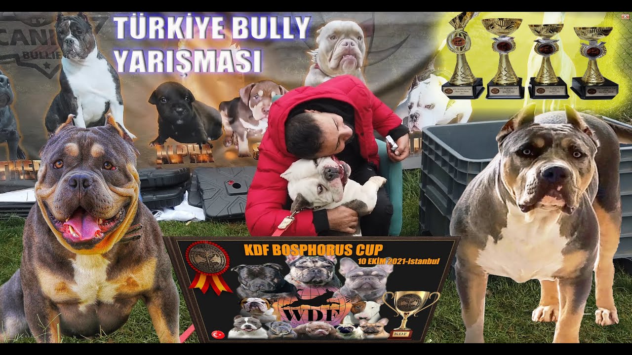 AMERİCAN BULLY TÜRKİYE YARIŞMASI BEKLENEN GÜN GELDİ