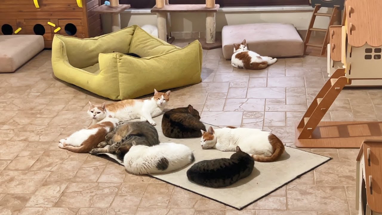 Cats Sleeping All Together as a Family 