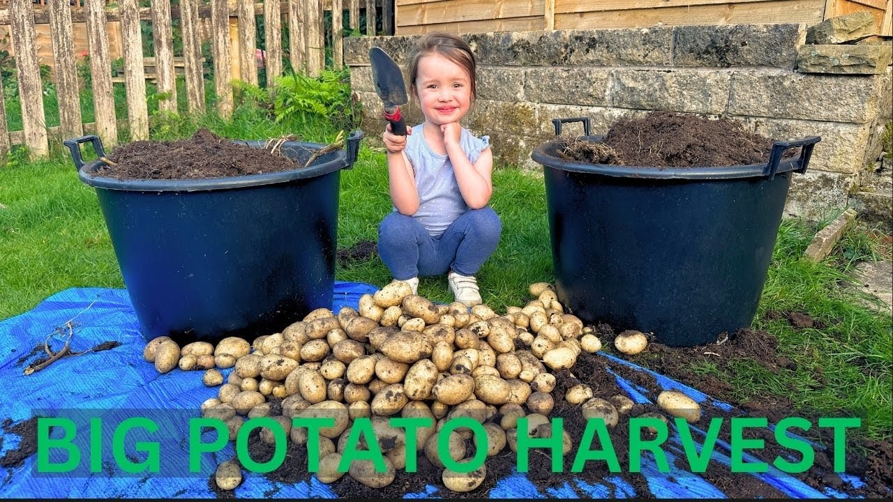 BIG POTATO HARVEST - 100L TUBS