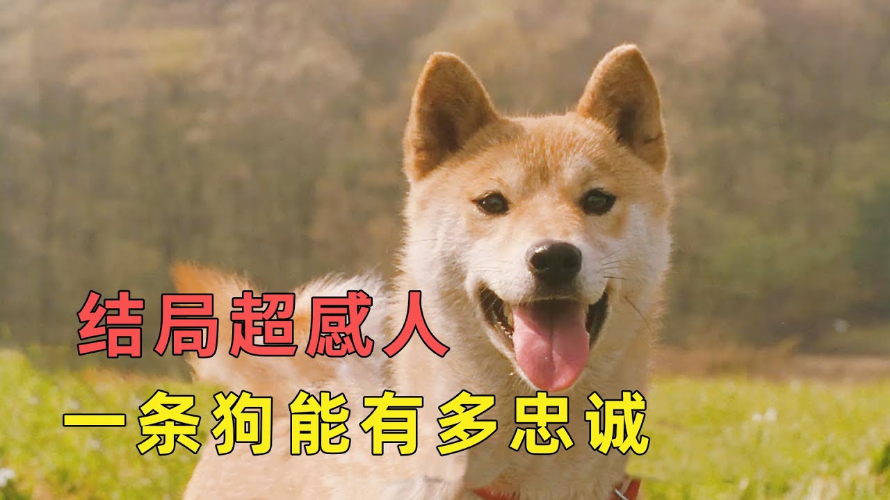看哭！这部日本神剧让我哭了一天，主人遭遇地震，狗狗舍命相救！