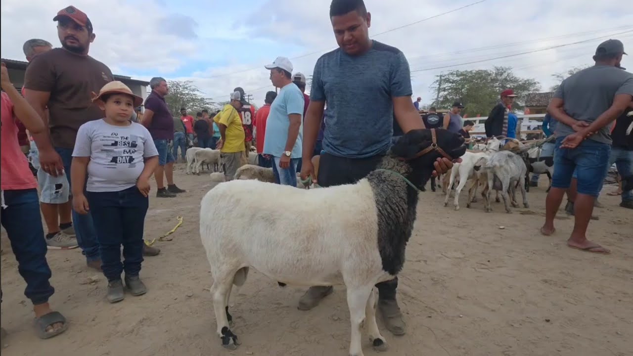 REPRODUTOR NA FEIRA DE ANIMAIS DE SANTA CRUZ DO CAPIBARIBE-PE 