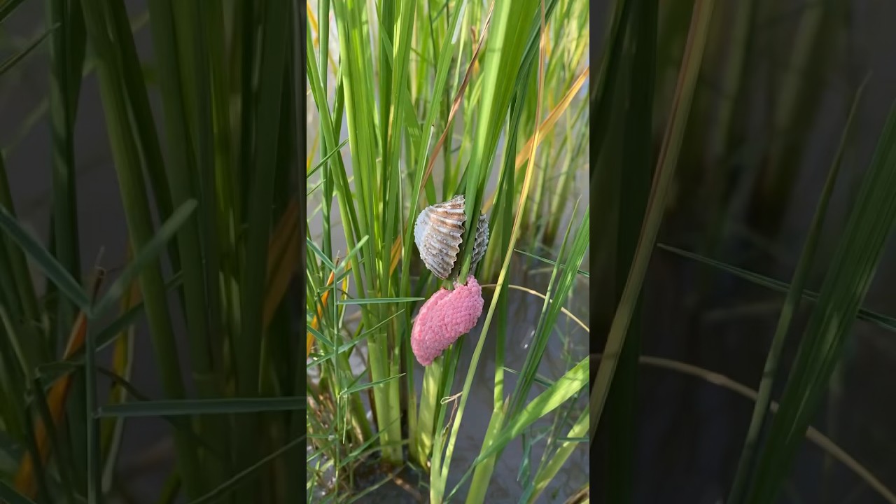 A new pearl found in a new clam shell #clam #pearl #snail