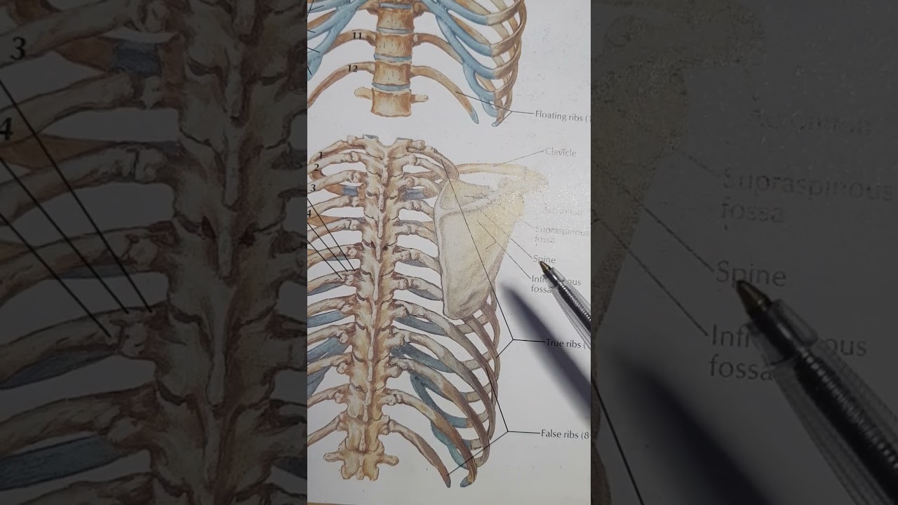 ST JOINT OSTEOKINEMATICS