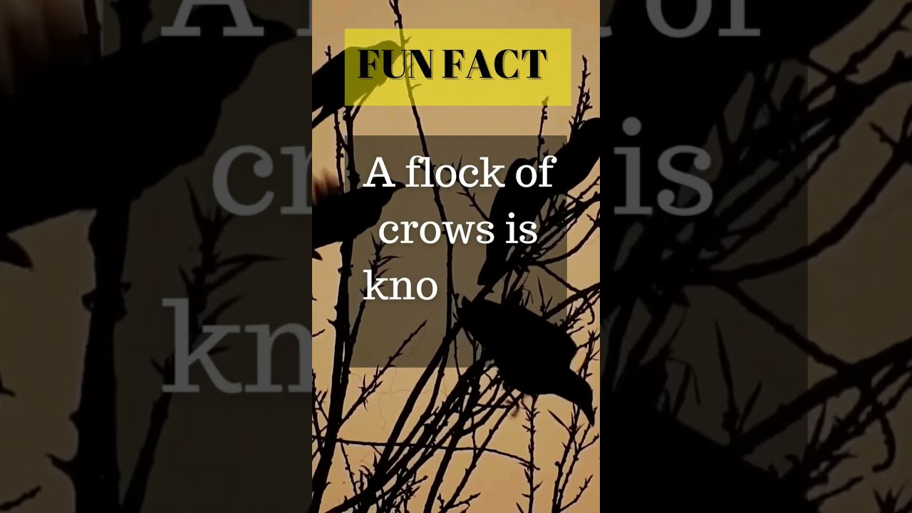 Flock of Crow #murder #bird #nature #animals #flockpower #blackbird #redeye #flock #flying #fly