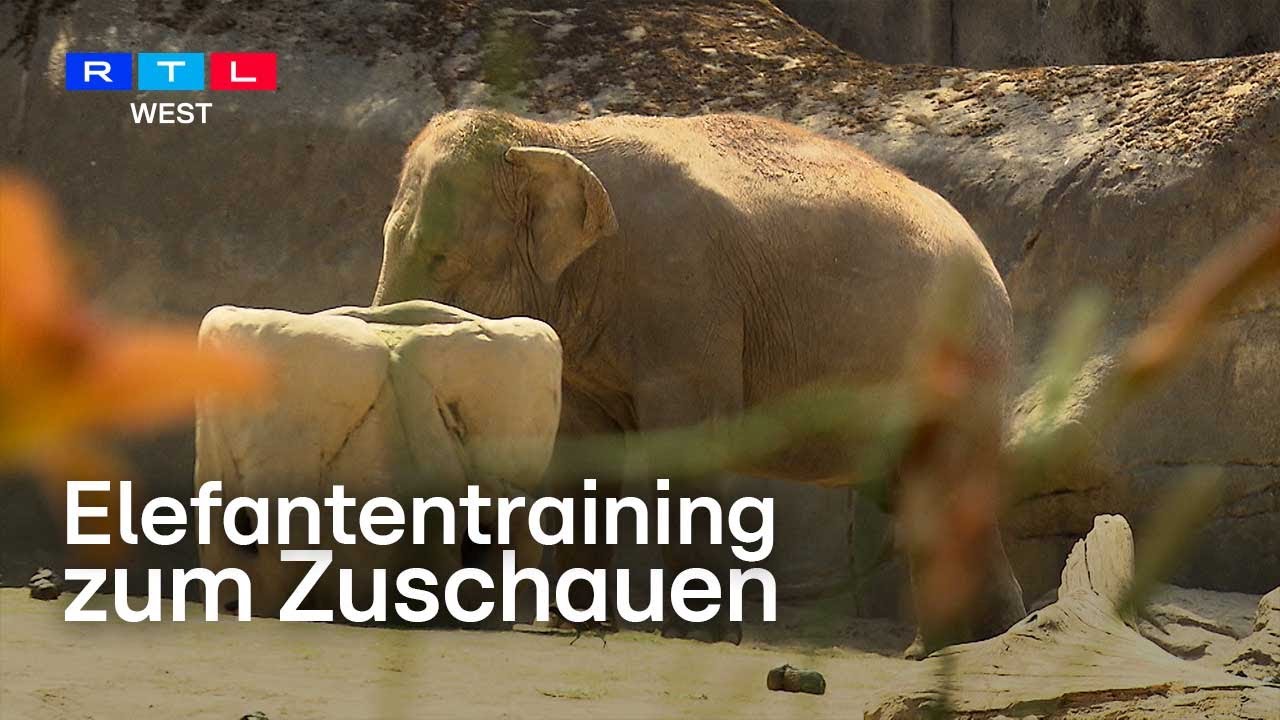 Neu im Kölner Zoo: Elefantentraining zum Zuschauen | RTL WEST
