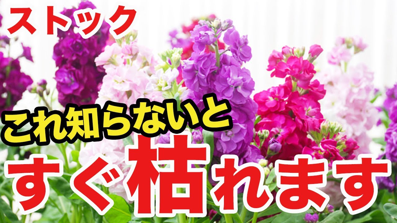 【ガーデニング】失敗しにくいストックの育て方と管理方法