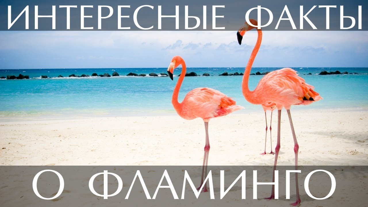Интересные факты о Фламинго