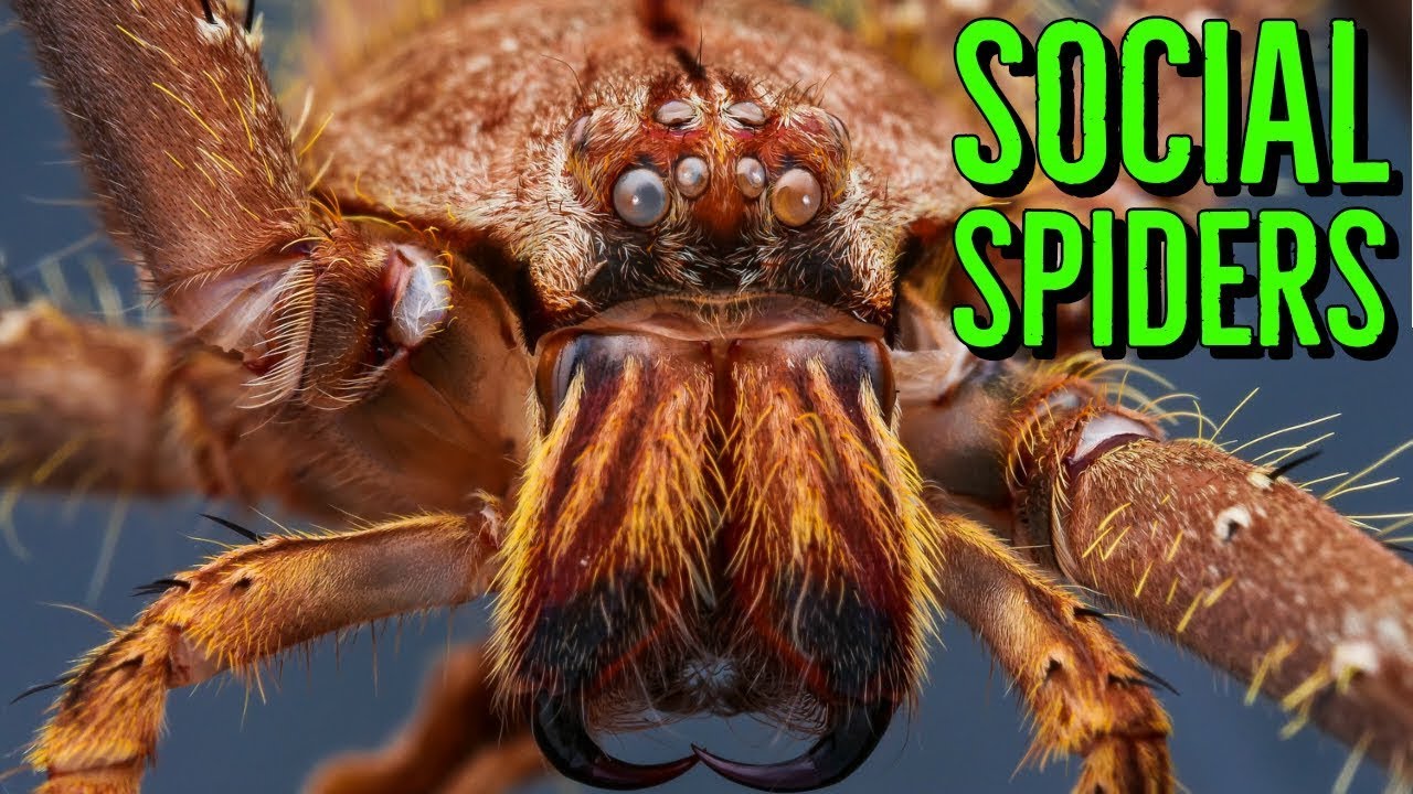 Social Spiders & Communal Tarantulas w/ Dr. Linda Rayor