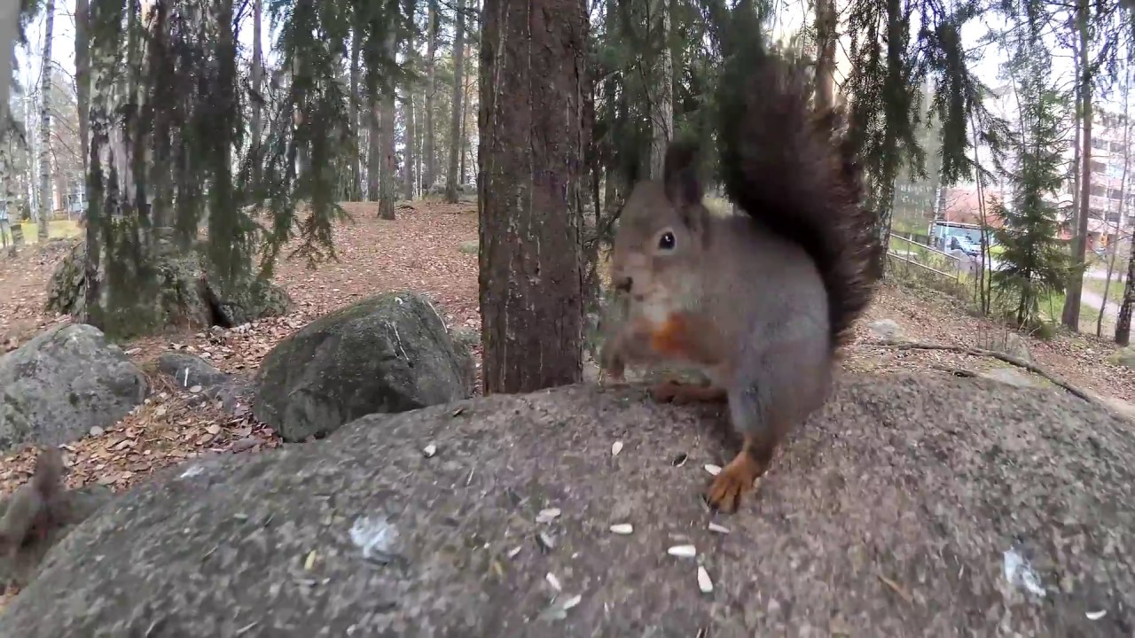 Laulu oravasta  - Mikko Perkoila