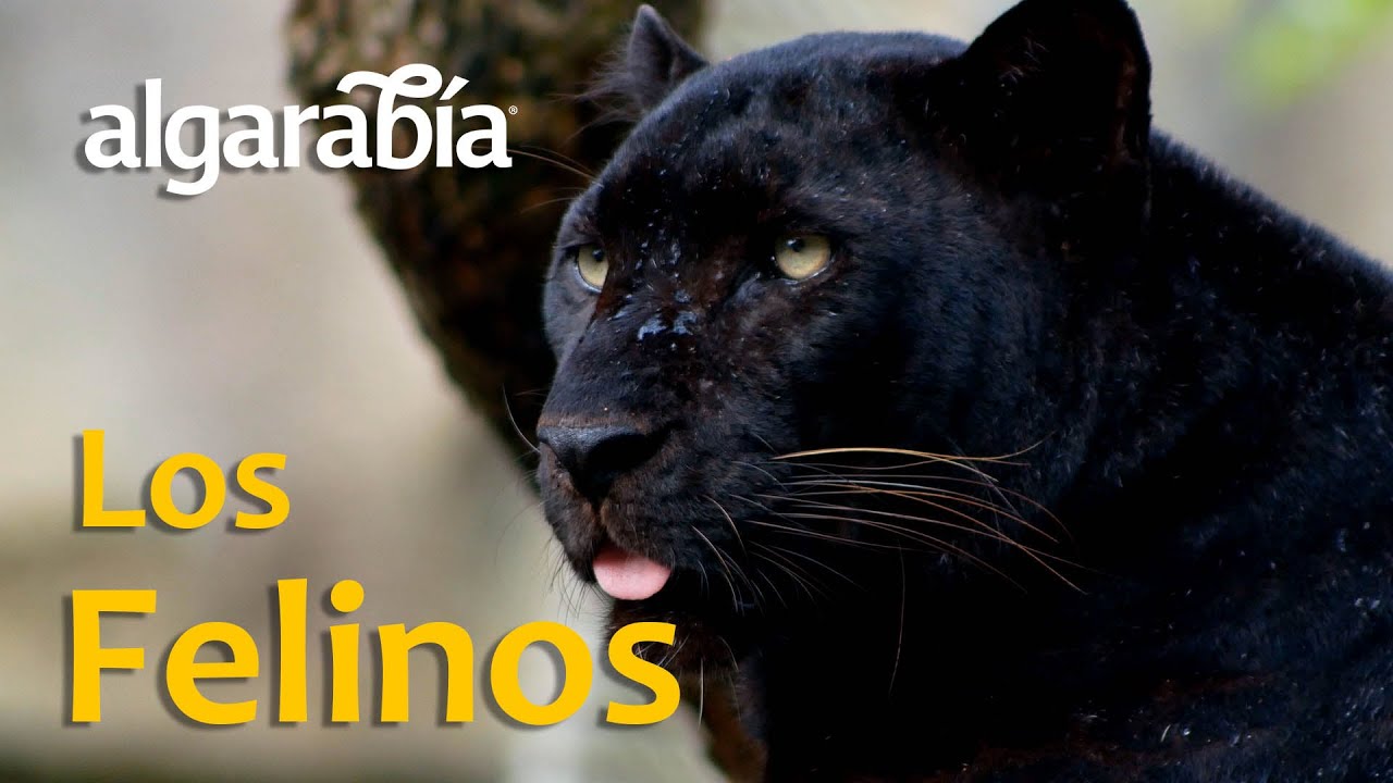 La gran familia de LOS FELINOS