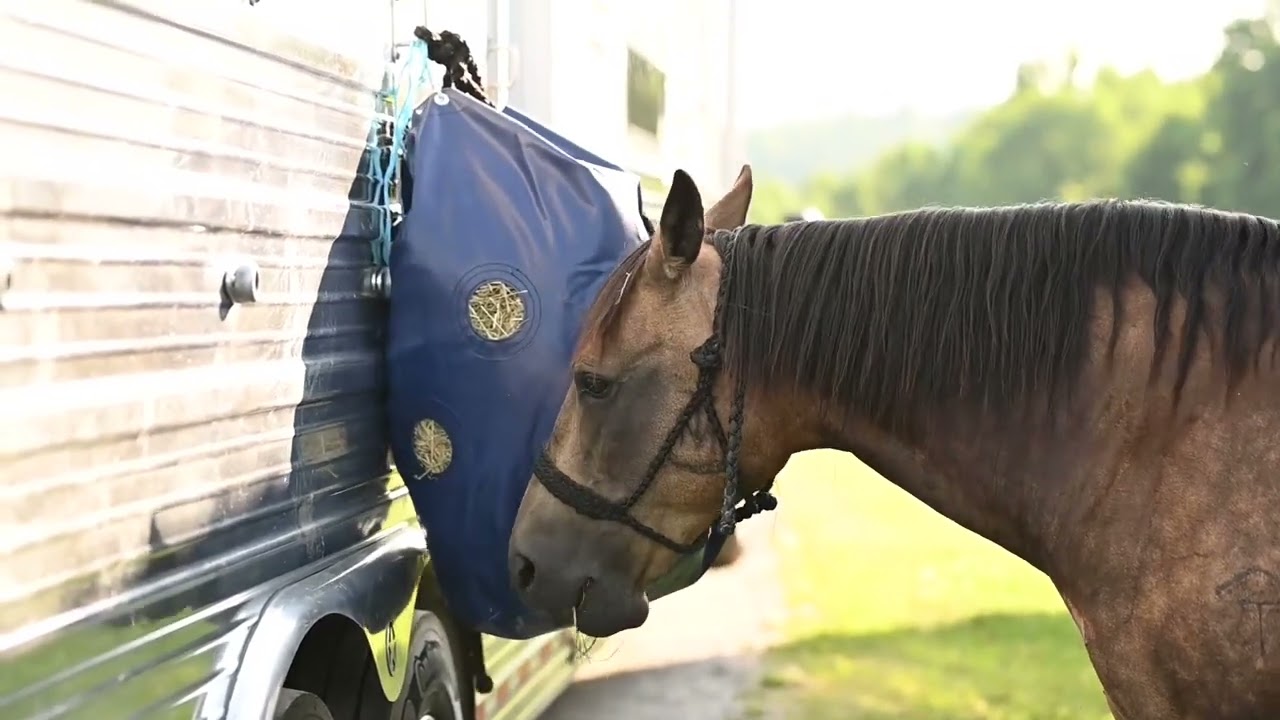 Horses, Sheep, Goats, and Donkeys: Everyone Loves the HayPlay Bag