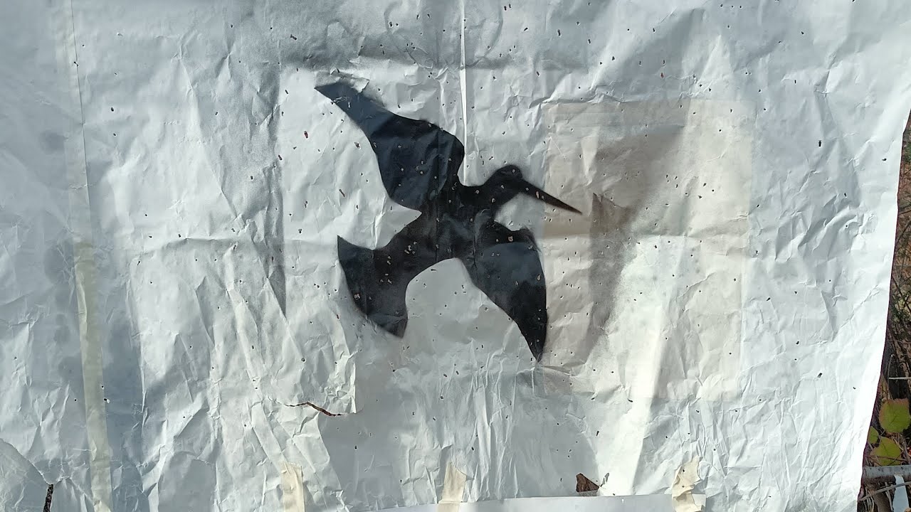 my new load for woodcock hunting 