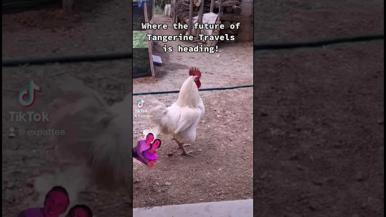 Tangerine Travels dude hanging on tight! #mexico #expat #travel #livinginmexico #tangerinetravels