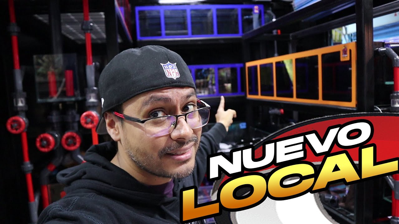 Así lucen los Acuarios del NUEVO LOCAL de Acua Parrot King