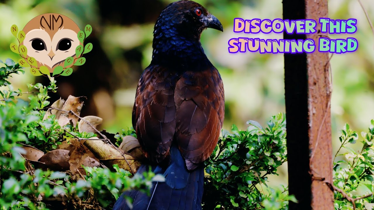 Удивительная большая шпорцевая кукушка #птицы #дикаяприрода #любительптиц