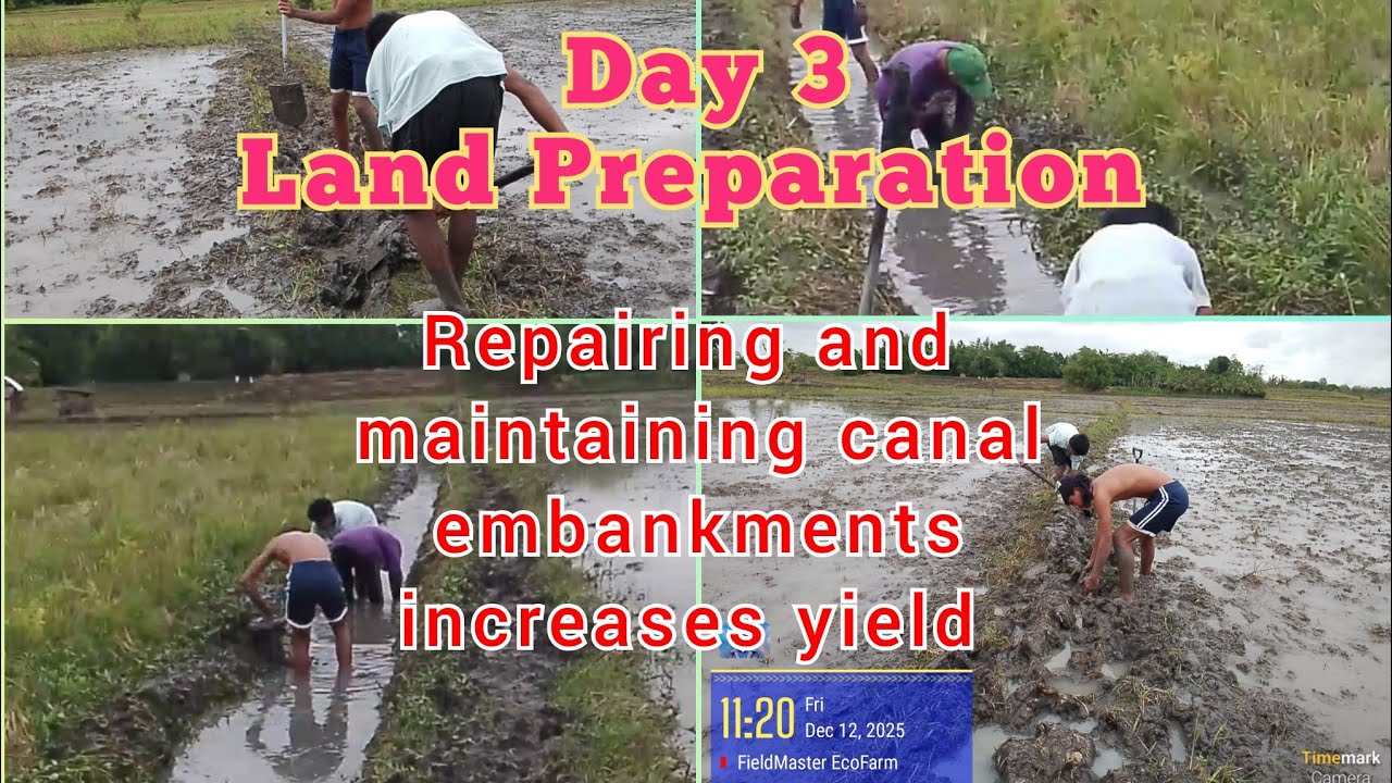 TIPS | Day 3 Proper Land Preparation Repairing canal embankments increases yield 