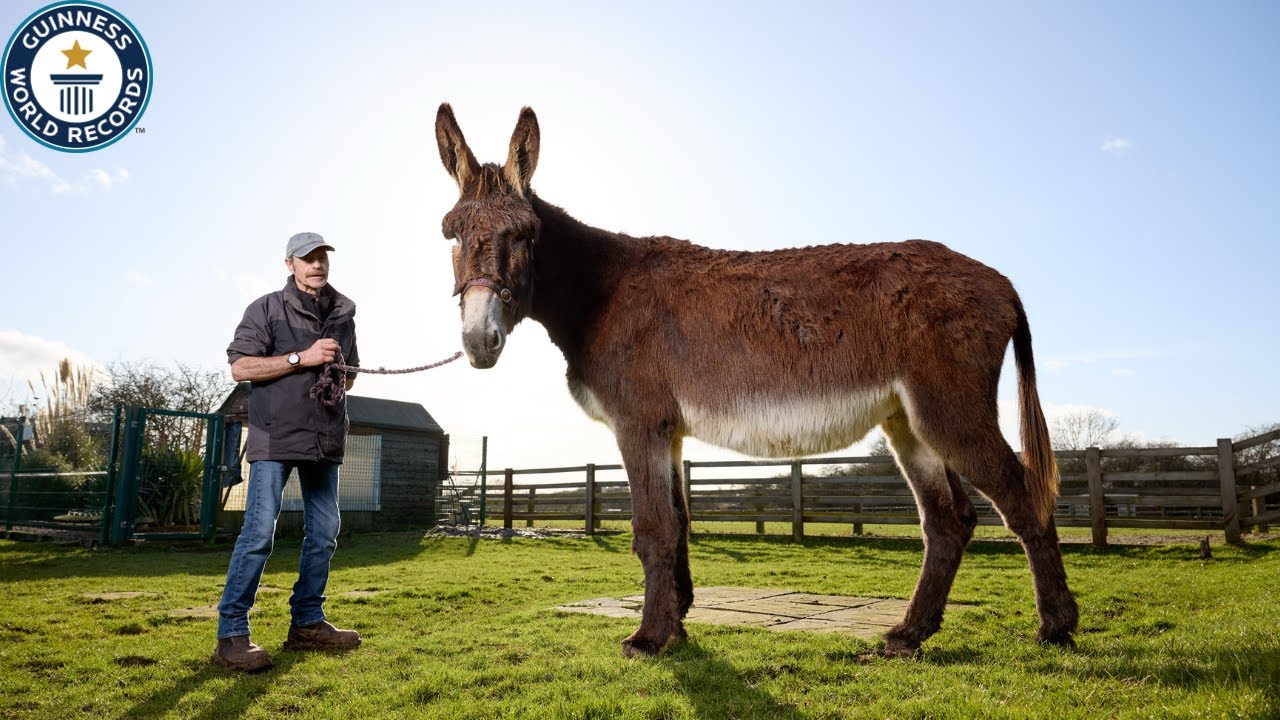 World's TALLEST Donkey | Guinness World Records