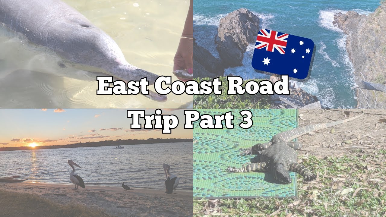 Feeding Wild Dolphins! (Road trip part 3)