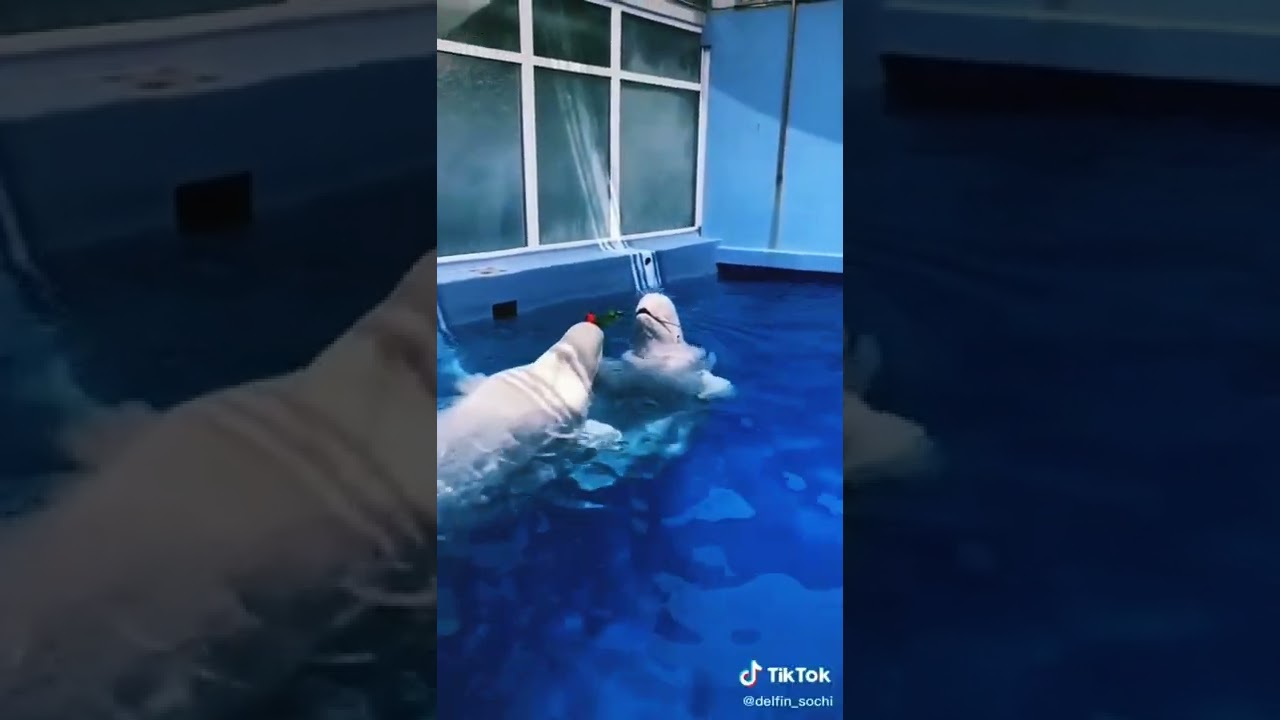 white dolphin 🐬 , inteligent fish national fish of India, sea creatures knowledge life.