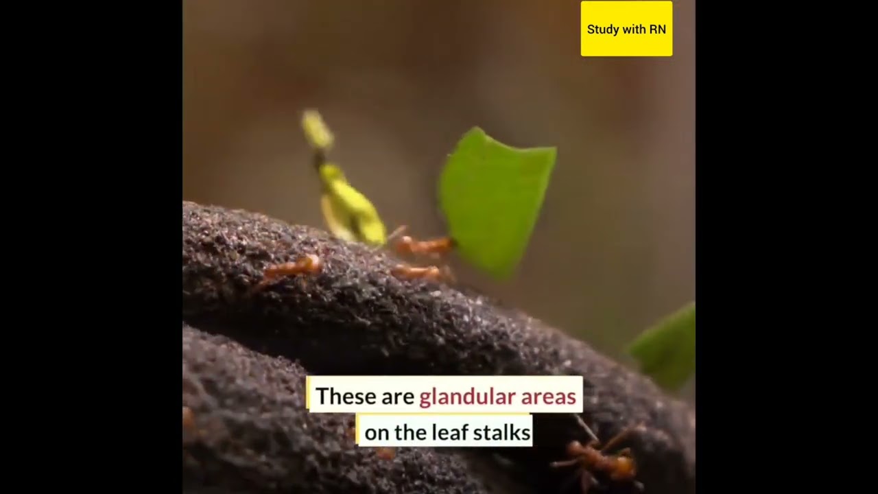 Study of Ants.... #myrmecology