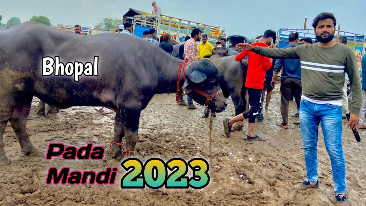 Bhopal Cattle market 2023 | Pada mandi Bhopal 2023 | Buffalo market