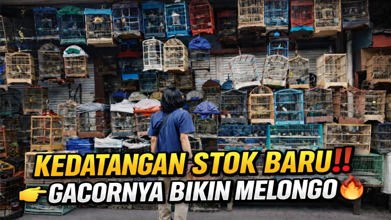 BIKIN MELONGO‼️ STOK BARU MENDARAT DI KIOS KECIL INI SEMUA GACOR DOR‼️ PANTES DI UBER SEMUA ORANG 🔥