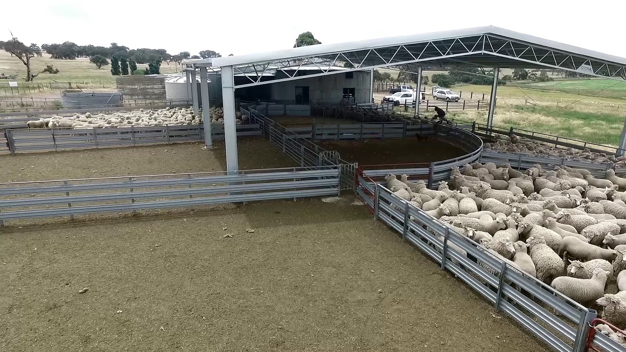 Sheepyard, Sidonia
