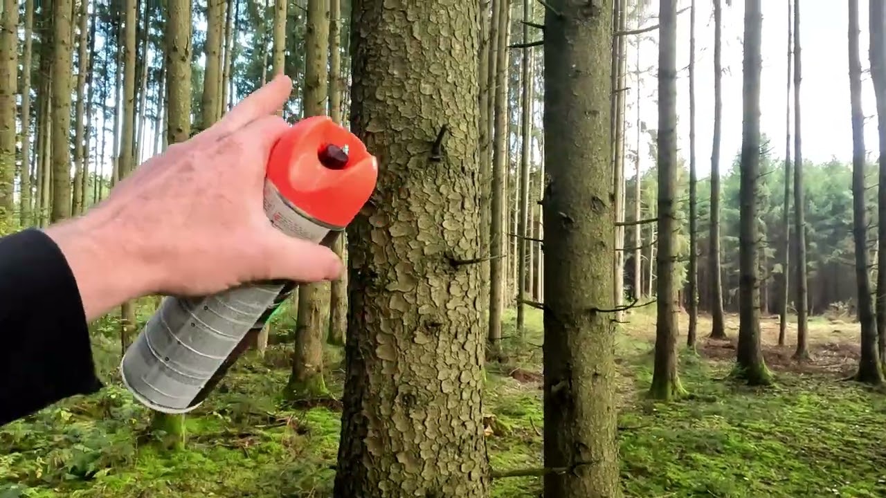 Rückegassen und Durchforstung Auszeige