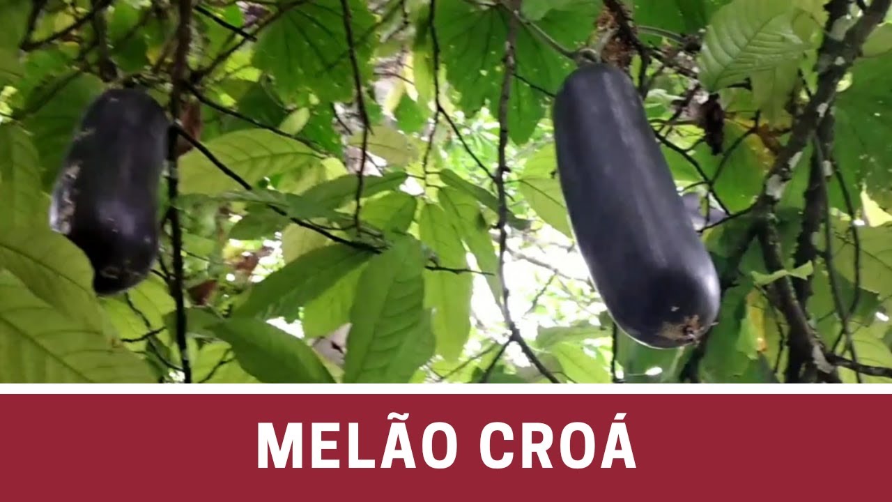 MELÃO CROÁ / Um Aliado Para Tua Saúde