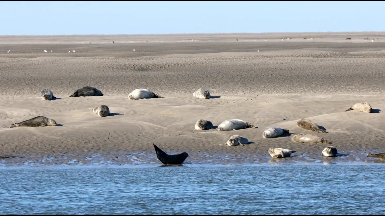 Observer en baie de Somme, la plus importante colonie de phoques de France