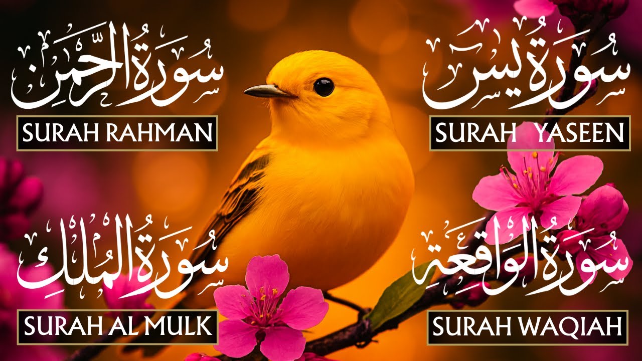 Powerful Recitation Surah Yaseen (Yasin) | Surah Rahman | Surah Waqiah | Surah Mulk | Heart Of Noor