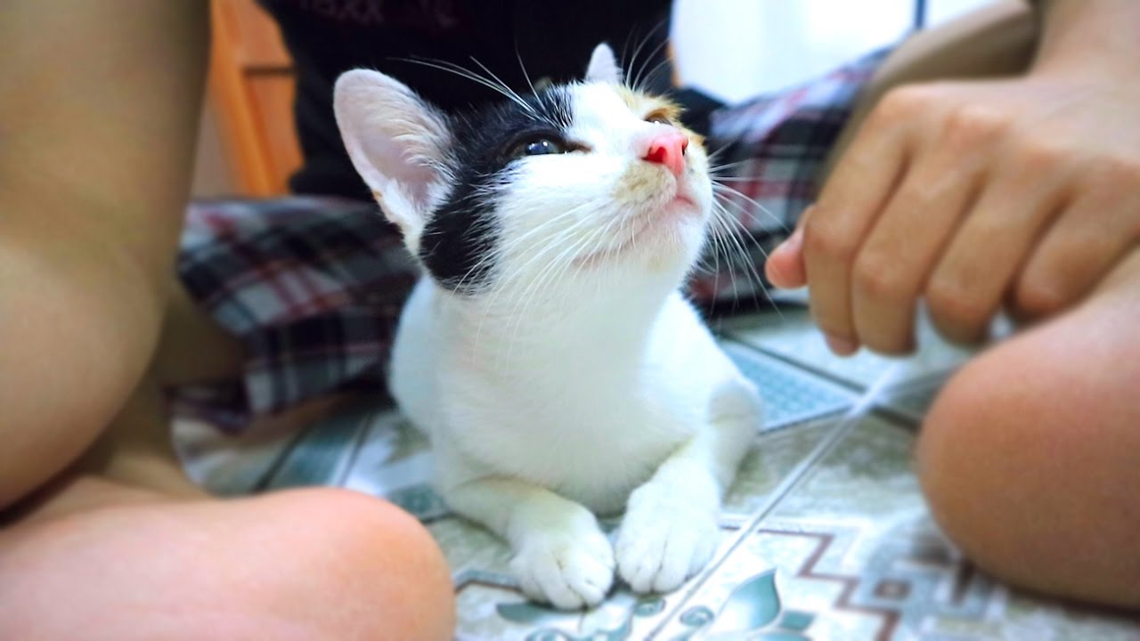 NTN - Mèo Con Sắp Đẻ (Kittens Are Coming)
