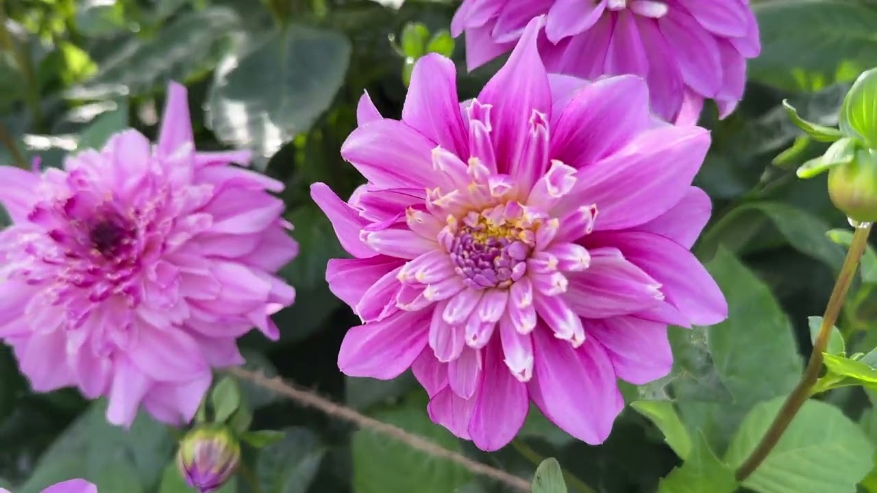 Vlog 123 - The best dahlias 2023