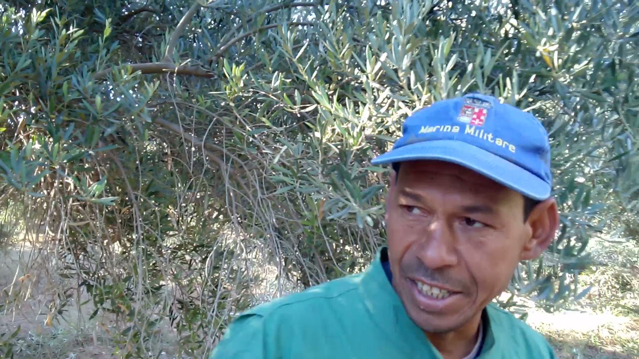 كيفية تشبيب أشجار الزيتون البلدي الكبيرة الحجم