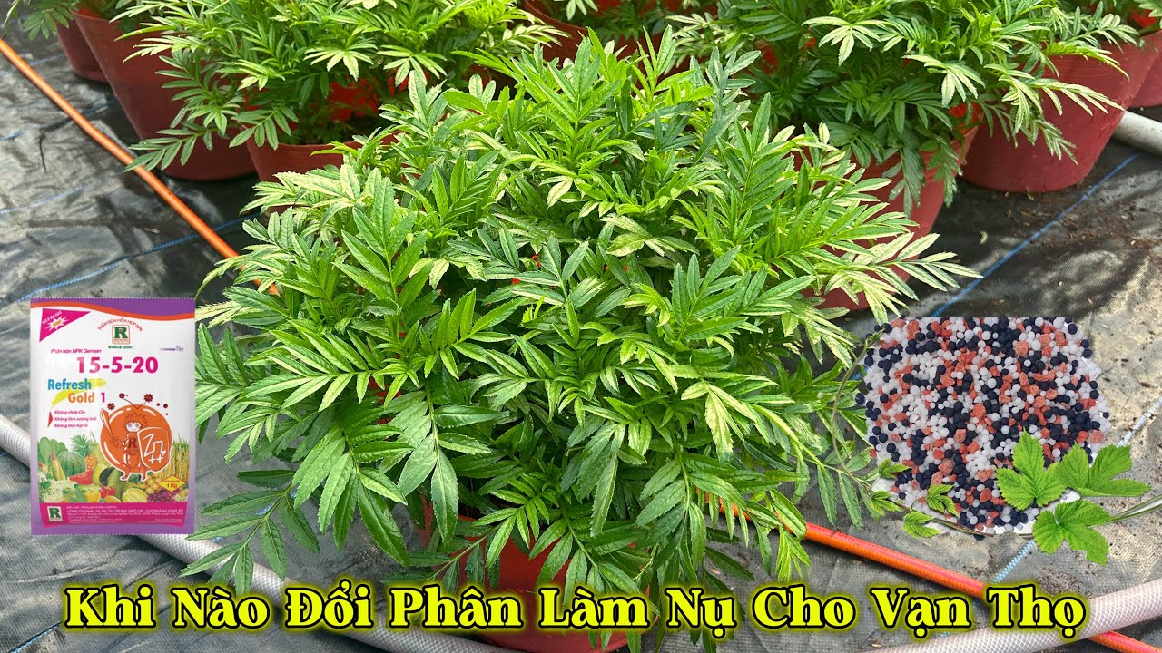 Khi Nào Đổi Phân Làm Nụ Ra Hoa Cho Cây Vạn Thọ | Trồng Hoa Vạn Thọ Tết 2026