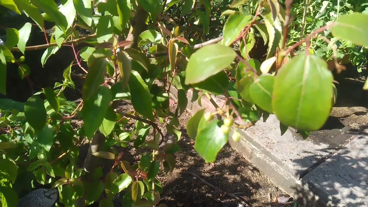 Maqui berry fruiting (aristotelia chilensis)