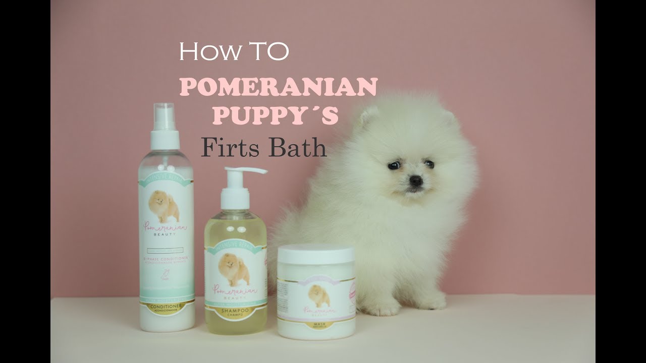 POMERANIAN Puppies first bath. pomeranian grooming tips! Cachorros Pomerania, peluqueria pomerania