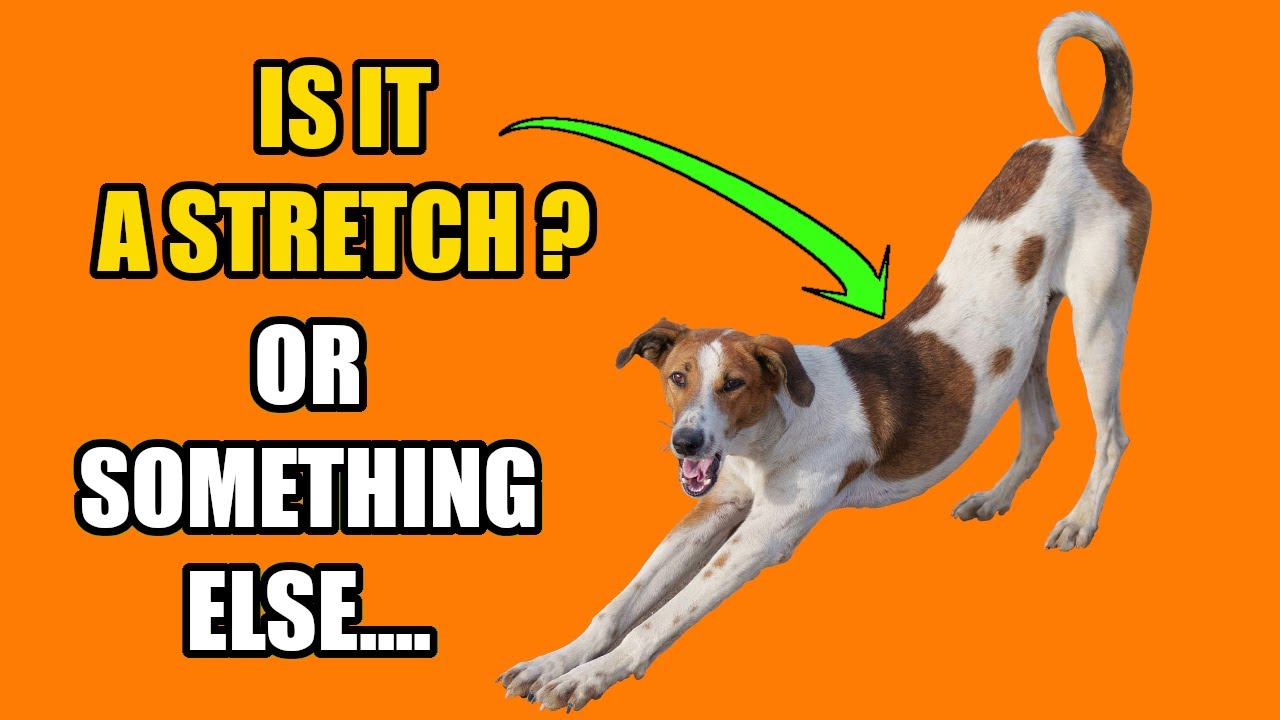 This is What it Actually Means when your DOG STRETCHES(Often when they see you)