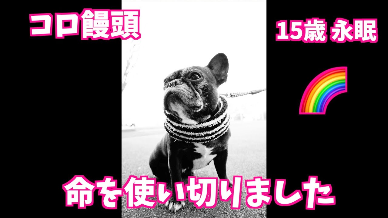 【コロ饅頭 🌈 】2023年9月12日 午前10時45分 老衰により永眠 【ありがとうコロちゃん】 〜フレンチブルドッグ French bulldog vlog @644