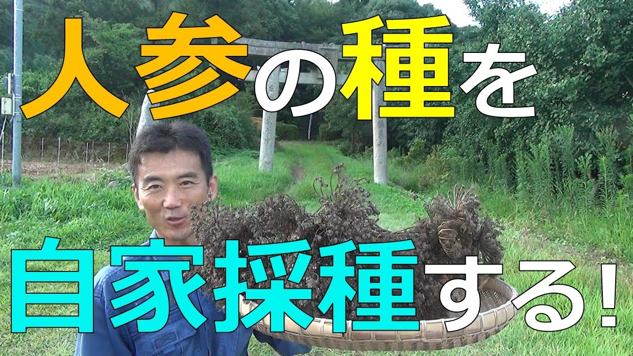 人参の種を採る　自家採種