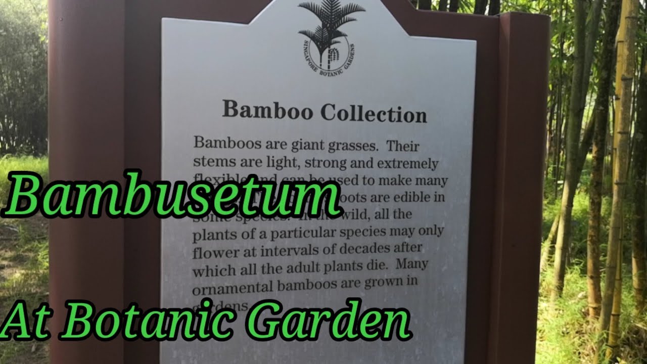 Bamboo Collection At Singapore Botanic Garden/Dhee's Videos