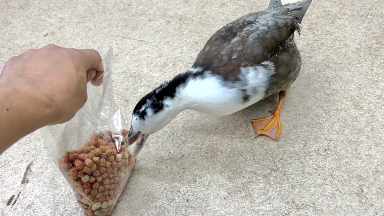 この世の全ての物を自分の餌だと思っているアヒル