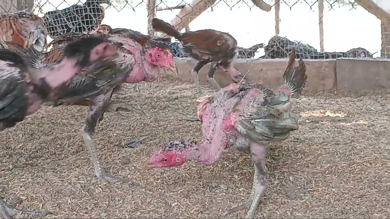 ณัฐวุฒิ คนกับไก่