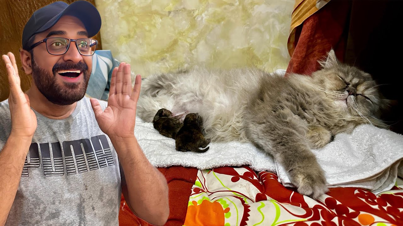 Mubarak Ho Daisy Ne Kittens De Diye 😍 | New Born Kittens | Persian Cat | Cute and Funny Cats | Cats