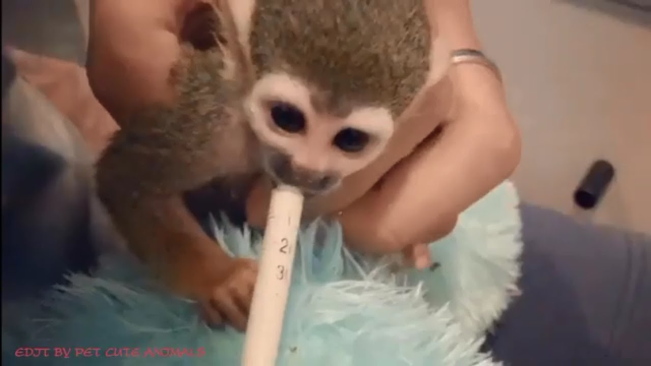 Take care of the smallest Baby Squirrel Monkey as pet