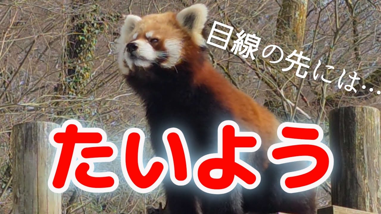 【まだ片思い。離れた場所からティアラを見つめるレッサーパンダの　たいよう、他・・・】～Nishiyama Zoo red pandas～
