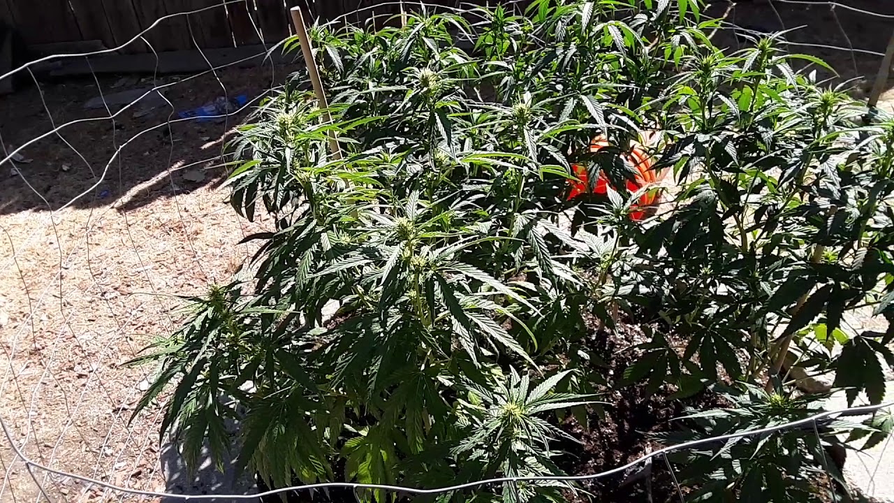 Blue Planet nutrients farmer's pride