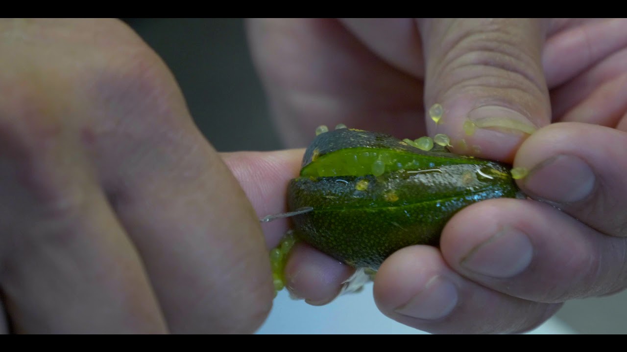 Removing the Caviar from Australian Fingerlimes